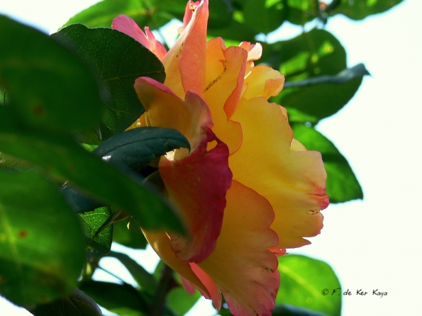 Bois des Moutiers  (35) Summer 2012